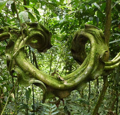 TheLostOasis